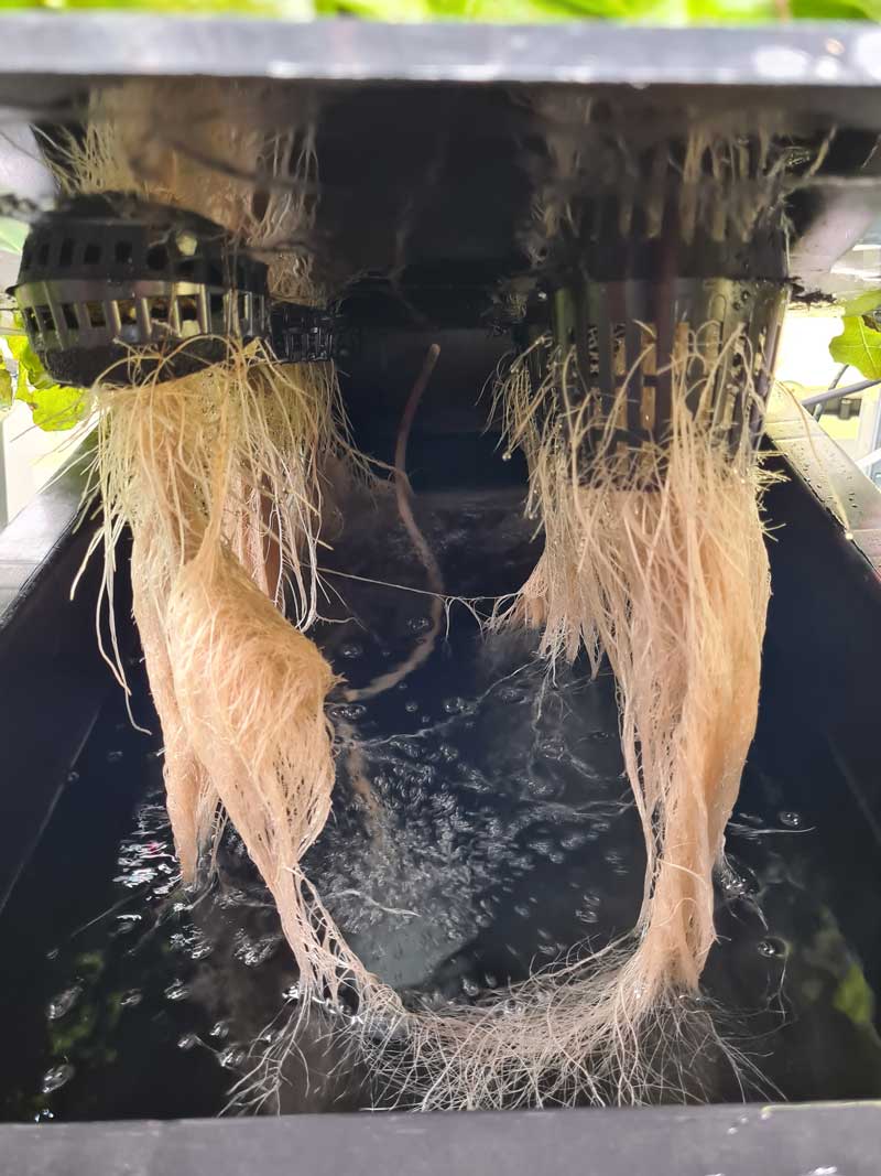 Hydroponic lettuce roots